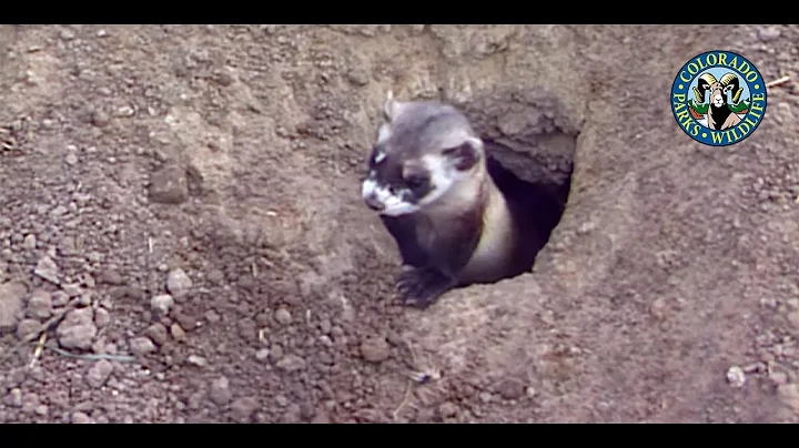 Black-Footed Ferrets Colorado