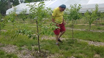 Step by Step Training a Fruit Tree for Proper Branch Angle!!