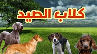 أفضل كلاب الصيد في العالم