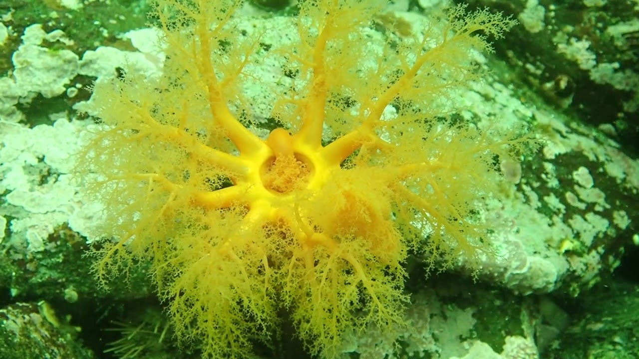 Orange sea cucumbers feeding in Alaska YouTube