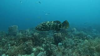 West Palm Beach Diving with Jenna & Austin