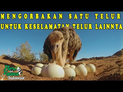 Video: Burung Mana Yang Bertelur Terbesar?