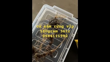 củ sâm rừng siêu víp #sâm_ngọc_linh #sâm_ngọc_linh_rừng #sâm_ngọc_linh_rừng