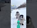 Los Pingüinos No Temen A Los Humanos 🐧 #Curiosidades #Animales #Naturaleza