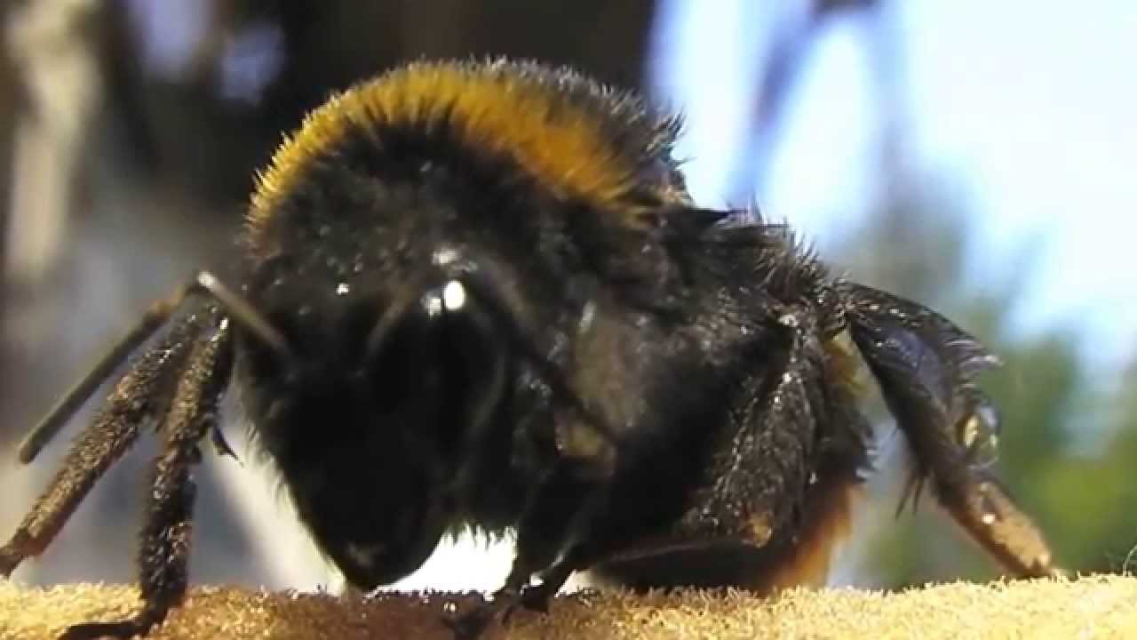 big fat hairy bumble bee YouTube