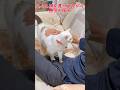 パパにだけ甘え方が可愛いすぎる弟猫