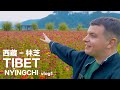 TIBET VLOG1: Nyingchi - Everywhere is Beautiful 英国小哥的西藏vlog1林芝 处处是风景！