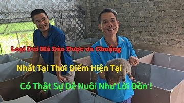 Hướng Đi Mới - Nuôi Dúi ! Làm Kinh Tế Thay Cho Trâu Bò Ở Thời Điểm Hiện Tại Liệu Có Hiệu Quả Hơn