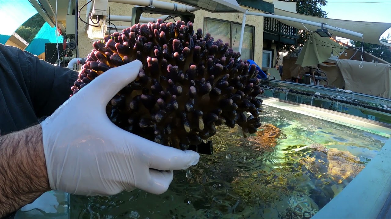 o2manyfish - Sanjoe Milka Stylophora - 2 Years of Growth in Sun Lit Frag Tank (Outdoors)