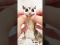 よく伸びるモモンガ#shorts