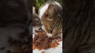 ASMR カリカリとハフハフの咀嚼音を出す野良猫達　Stray cats making crunching and huffing chewing noises #shorts #野良猫