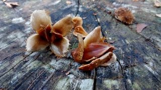 Identifying Common Beech