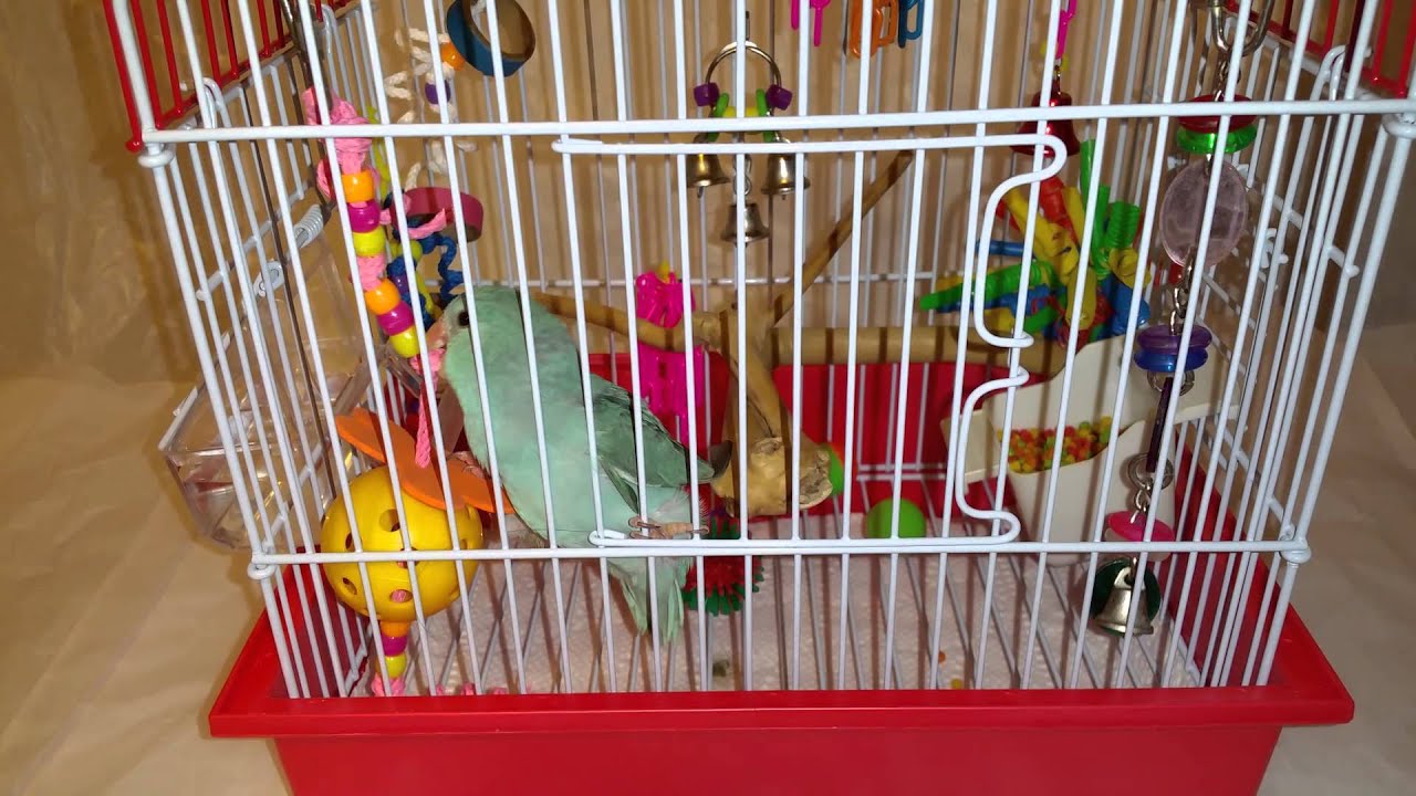 Pet shop parrot antics Parrotlet at play Parrot Travel Cage Set Up