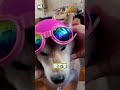 【生無可戀】媽興奮幫柴犬戴安全帽＋墨鏡　牠滿臉無奈還嫌棄倒退🤣 #shorts
