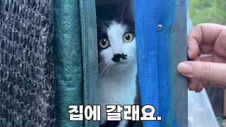 봉합 수술 부위는 터지고, 한달째 갇혀 지내는 고양이