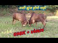 गाणेकरांचा(राजा ) vs माळ्यांचा(गुलशन विन ) २०१९ चा किंग गुलशन🐂👍👍