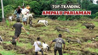 RECORD ⁉️ Hunting the Most Pig Pests in Early 2025 || Ampalu Sungai Sariak