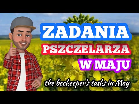 Pszczoły w maju na pasiece - #zadania #pszczelarza #praca #obowiązki