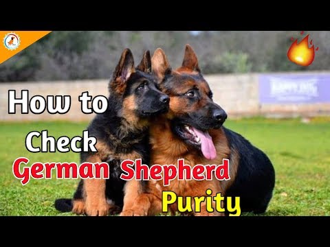 How to check German shepherd purity / In Hindi / German shepherd purity check