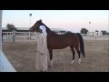 Ali Al Ameri the Horsemaster