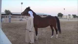 Ali Al Ameri the Horsemaster