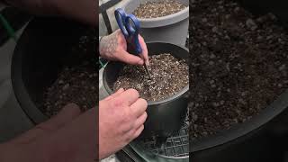 How To Plant A Seed howto garden gardening plants greenthumb seedkeepers shorts