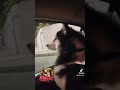 Malamute roadtrip handsomedog smartdog happydoggo playfuldog