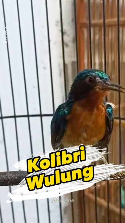 Kolibri Wulung Gacor #kolibri