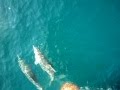 Игры дельфинов  в Чёрном море ....avi
