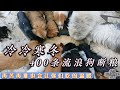 小迟不畏艰难，400条狗断粮了，也会在这冷冷寒冬中吃的温暖 Dog rescue in China 20221202