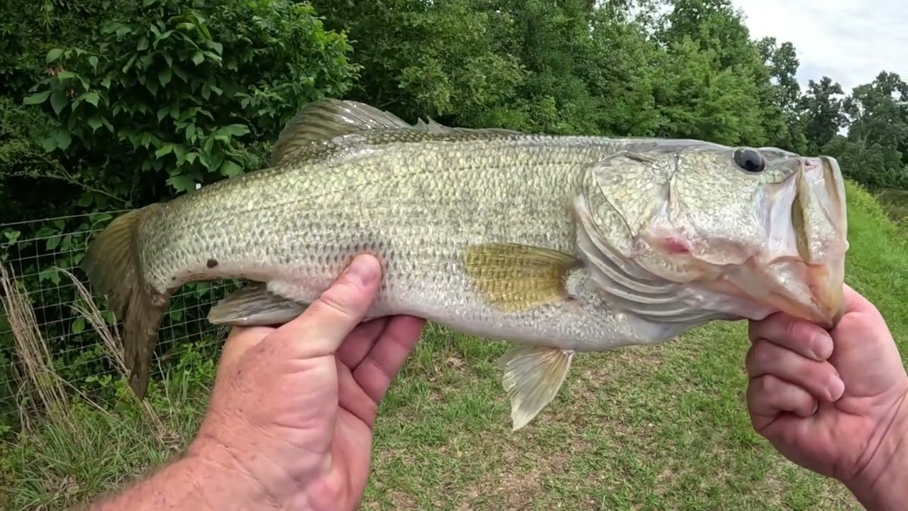 Bass Fishing With Little Lizards From Moondog Bait Company