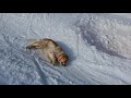 Dog Enjoys Snow While Sliding Downhill - 1166641-3