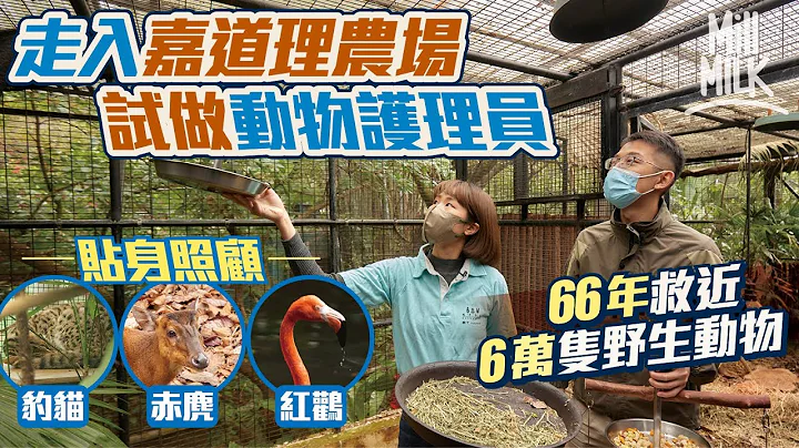 #MM｜走入嘉道理农场 实试做动物护理员助手 照顾本土罕见野生动物豹猫、赤麂、红鹳 无需专业资格 包办厨师、清洁、搬运及笼舍设计师 嘉道理农场66年救近6万只野生动物｜#试一次 #4K - 天天要闻