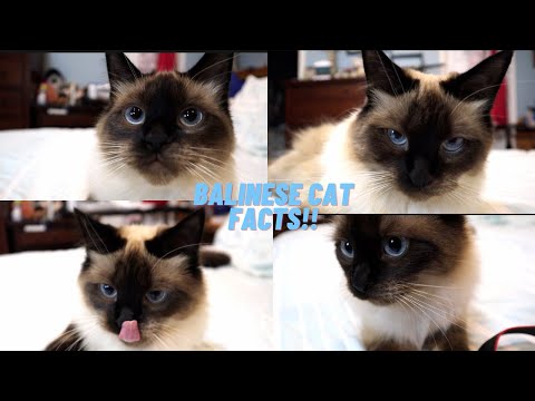 Video: Siamese Cat Cat Breed Allergivänliga, Hälsa Och Livslängd