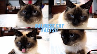 Top 10 Balinese Siamese Cat Facts!!