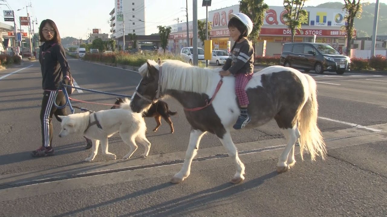 Pony's Cute Morning Stroll Gains Popularity in Matsuyama