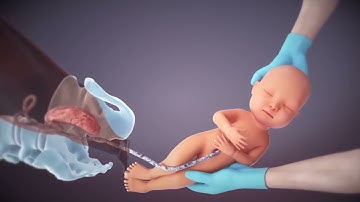 from fertilization to childbirth   3d medical animation   by Dandelion Team