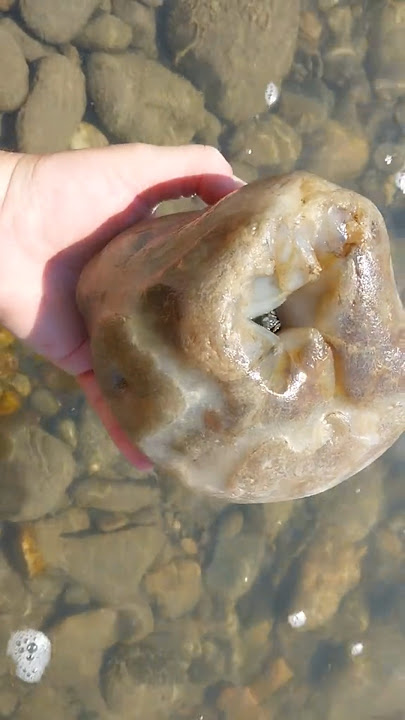 Rockhounding The Yellowstone River For Agates #thefinders #youtubeshorts #rockhounding