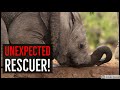 A Baby Elephant Abandoned By Its Herd Was Rescued By The Most Unexpected