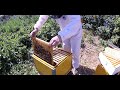 Осмотр пчелосемей на маточники