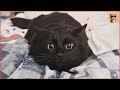 A Woman Adopted Two Overlooked Black Cats—and They Changed Her Life Forever