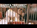 ФЕНИКС / Маша с Камчатки / Реабилитационный центр для диких животных