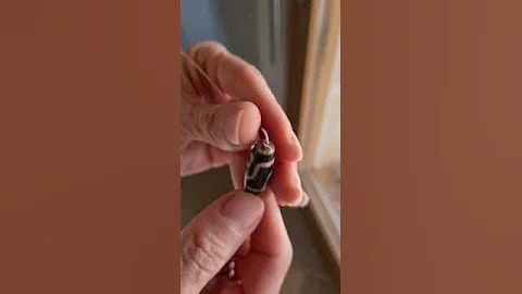 Tibetan Dzi Ancient 2 eye