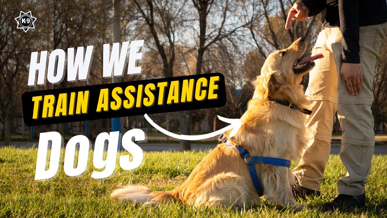 How We Train Assistance Dogs | K-9 Specialist
