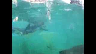 Penguins Eating Fishes Yumemigasaki Zoo, Kawasaki, Japan