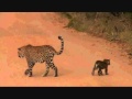 Safari Live : Karula and her two cub's as seen on drive today  April 26, 2016