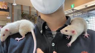 ベタ馴れ ダンボラット レッキス のご紹介 熱帯倶楽部 吉祥寺店 Youtube ベタ馴れ ダンボラット レッキス のご紹介 熱帯倶楽部 吉祥寺店 Youtube