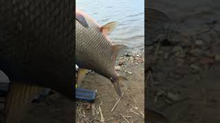 23.10.25 ВОЛХОВ. УЛОВ. РЫБАЛКА НА ФИДЕР. Fishing