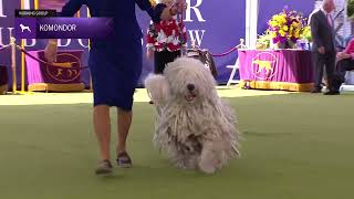 Komondor | Breed Judging 2024