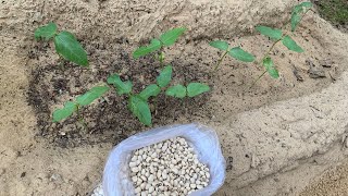 زراعة حبوب اللوبيا🌱 في المنزل بطريقة سهلة